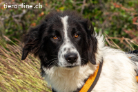 Morrisson (1 Jahr)  sucht sein großes Glück