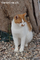 Moyo - Der ganz besondere Kater mit dem gewissen Etwas