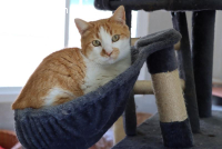 Moyo - Der ganz besondere Kater mit dem gewissen Etwas