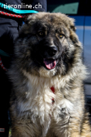 Mozart (2 Jahre) sucht neuen Wirkungskreis