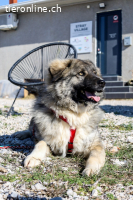 Mozart (2 Jahre) sucht neuen Wirkungskreis