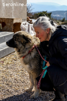 Mozart (2 Jahre) sucht neuen Wirkungskreis