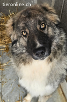 Mozart (2 Jahre) sucht neuen Wirkungskreis