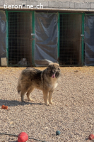 Mozart (2 Jahre) sucht neuen Wirkungskreis