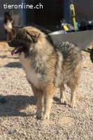 Mozart (2 Jahre) sucht neuen Wirkungskreis