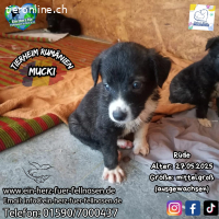 Mucki sucht ein für immer Zuhause