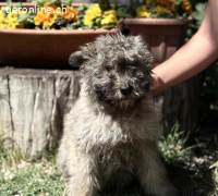 Mütyi-3, aufgewecktes Hundemädchen