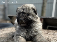 Mütyi-3, munteres Hundemädchen