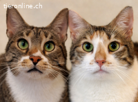 Muffin & Hagrid: Zwei Herzen, ein Zuhause gesucht