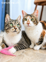 Muffin & Hagrid: Zwei Herzen, ein Zuhause gesucht