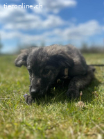 Mutige kleine Seele Tiana sucht ihre Herzensmenschen ❤️