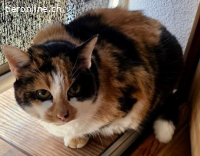 Mutzle 16j. sucht dringend ein neues Zuhause mit Freigang