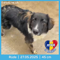 Myka sucht ein schönes Zuhause