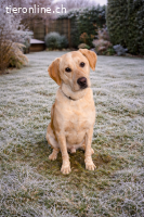 Nacho, auf Pflegestelle in Fronreute, sucht ein Zuhause!