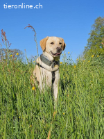 Nacho, auf Pflegestelle in Fronreute, sucht ein Zuhause!