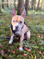 Nacho – süsser Traum-Junghund