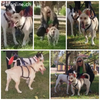 Naiara, w./kastr., geb. 11.12.2020, Größe: 40 cm/12 kg