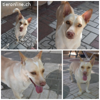 Naiara, w./kastr., geb. 11.12.2020, Größe: 40 cm/12 kg