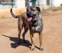 Nakoa, sanfter, freundlicher und liebevoller Rüde