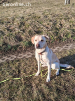 Nala - aktive Labrador-Herzenshündin sucht ihr Traumzuhause