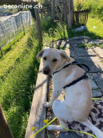 Nala - aktive Labrador-Herzenshündin sucht ihr Traumzuhause
