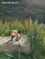Nala - aktive Labrador-Herzenshündin sucht ihr Traumzuhause