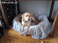 Nala - aktive Labrador-Herzenshündin sucht ihr Traumzuhause