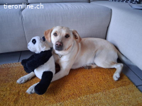 Nala - aktive Labrador-Herzenshündin sucht ihr Traumzuhause