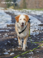 Nala – ein feines Herz auf Pfoten