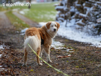 Nala – ein feines Herz auf Pfoten