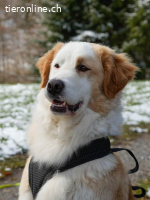 Nala – ein feines Herz auf Pfoten