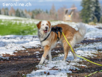 Nala – ein feines Herz auf Pfoten