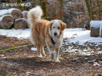 Nala – ein feines Herz auf Pfoten