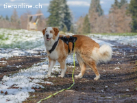 Nala – ein feines Herz auf Pfoten