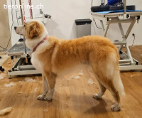 Nala – ein feines Herz auf Pfoten