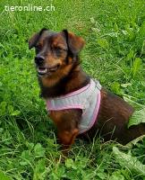 Nala sucht Ferienbetreuung