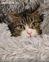 Nala, w. 3 Jahre alt