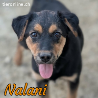 Nalani - kleine Kuschelmaus sucht ihr Für-immer Zuhause