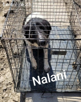 Nalani sucht ihr ein immer Zuhause