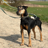 Nando – fitter, kleiner Clown sucht ein tolles Zuhause!