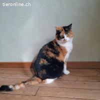 Nava, Einzelkatze, Freigänger, Handicap