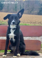 Nele, liebevolle Hündin sucht neues Zuhause