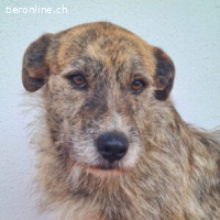 Nelson -ein freundlicher Rüde