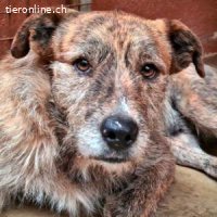 Nelson -ein freundlicher Rüde