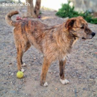 Nelson -ein freundlicher Rüde