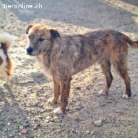 Nelson -ein freundlicher Rüde