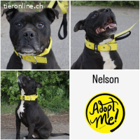 NELSON, verschmuster Mischlingsrüde, ca. 9 Jahre, 55cm, 35kg