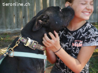 NELSON, verschmuster Mischlingsrüde, ca. 9 Jahre, 55cm, 35kg