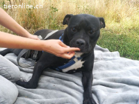 NELSON, verschmuster Mischlingsrüde, ca. 9 Jahre, 55cm, 35kg