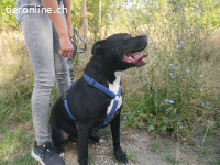 NELSON, verschmuster Mischlingsrüde, ca. 9 Jahre, 55cm, 35kg